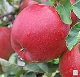 Пинова (саженцы яблони)