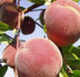 Диксиред(саженцы персика)