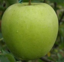 Мутсу (саженцы яблони)