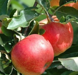 Ева(саженцы яблони)