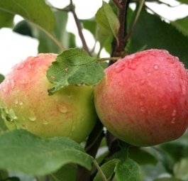 Мантет (саженцы яблони)