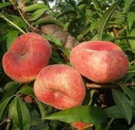 УФО 5 (саженцы персика инжирного)