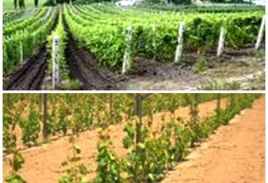 Выращивание столового винограда