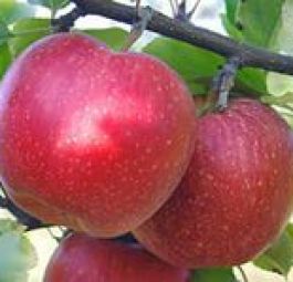 Гала Маст (саженцы яблони)