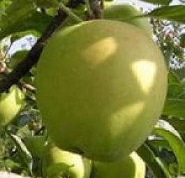 Голден Делишес (саженцы яблони)
