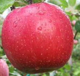Фуджи Кику-8 (саженцы яблони)