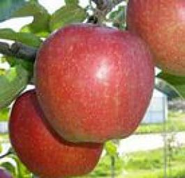Бурекамп (саженцы яблони)