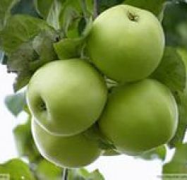 Кристин Мутсу (саженцы яблони)