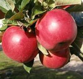 Рубин Стар (саженцы яблони)