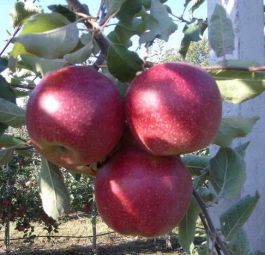 Моринс Супра (саженцы яблони)