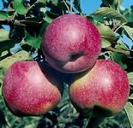 Флорина (саженцы яблони)