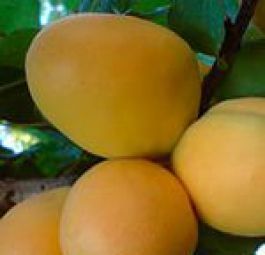 Ананасный цюрупинский (саженцы абрикоса)