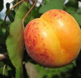 Мелитопольский ранний (саженцы абрикоса)
