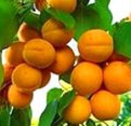 Форум (саженцы абрикоса)