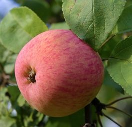 Мелба / Мельба (саженцы яблони)