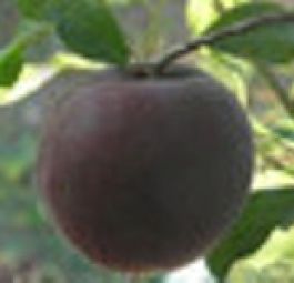 Мелитопольский черный (саженцы абрикоса)