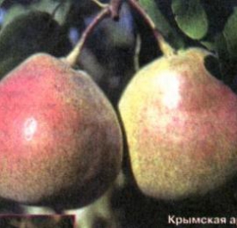Крымская ароматная (саженцы груши)
