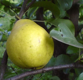 Лимонка (саженцы груши)
