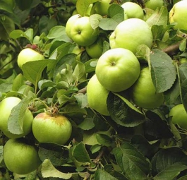 Антоновка (саженцы яблони)