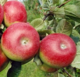 Деликатес (саженцы яблони)