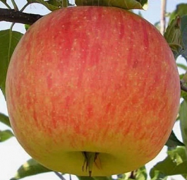 Дельбарестивале (саженцы яблони)