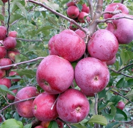 Лобо (саженцы яблони)