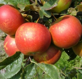 Джина (саженцы яблони)