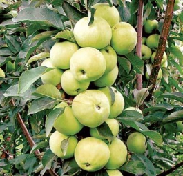 КВ-102 (саженцы яблони)