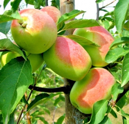Кандиль Синап (саженцы яблони)