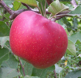 Мелроуз (саженцы яблони)