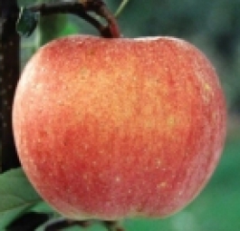 Росавка (саженцы яблони)