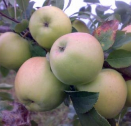 Ревена (саженцы яблони)