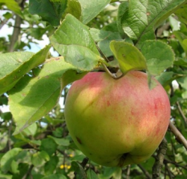 Сары Синап (саженцы яблони)