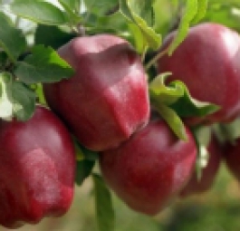 Старкримсон (саженцы яблони)