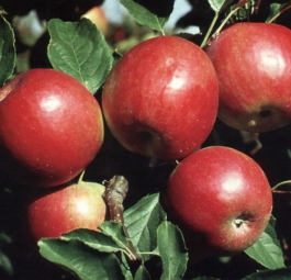 Раннее красное (саженцы яблони)