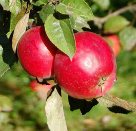 Ренет алый (саженцы яблони)