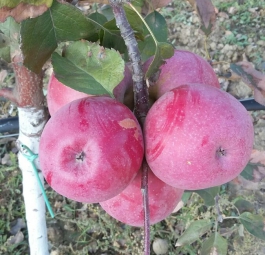 Фуджи AZTEC (саженцы яблони)