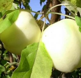 Сипап белый(саженцы яблони)