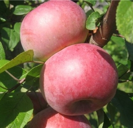 Виста Белла(саженцы яблони)