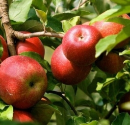 Эрли Женева(саженцы яблони)