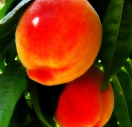Саженцы персика 