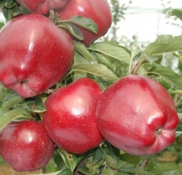 Саженцы яблони 